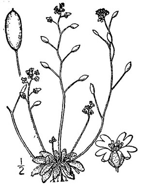 image of Draba verna, Whitlow-grass, Spring Draba