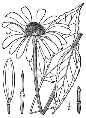 image of Echinacea purpurea, Eastern Purple Coneflower