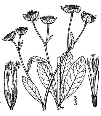 image of Elephantopus nudatus, Coastal Plain Elephant's Foot, Smooth Elephant's Foot, Savanna Elephant's Foot, Pineland Elephant's Foot