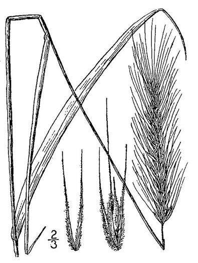 Elymus virginicus, Virginia Wild-rye, Common Eastern Wild-rye, Terrell Grass