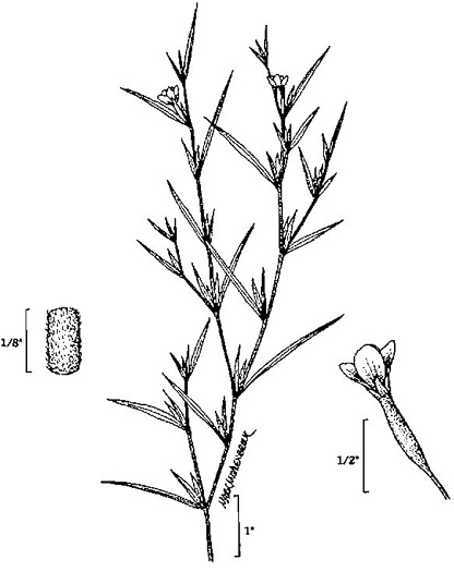 image of Epilobium coloratum, Purpleleaf Willowherb, Bronze Willowherb, Eastern Willowherb