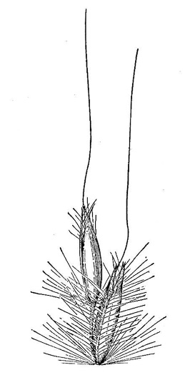 image of Erianthus brevibarbis, Short-beard Plumegrass