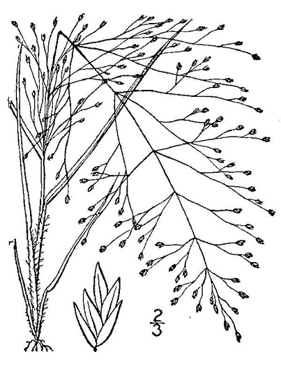 image of Eragrostis capillaris, Lace Lovegrass, Lacegrass