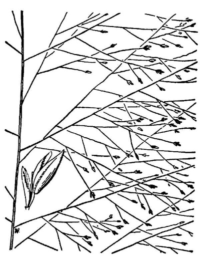 image of Eragrostis capillaris, Lace Lovegrass, Lacegrass