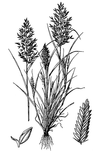 image of Eragrostis cilianensis, Stinkgrass