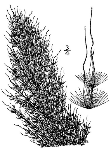 image of Erianthus contortus, Bent-awn Plumegrass