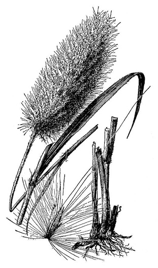 image of Erianthus giganteus, Sugarcane Plumegrass, Giant Plumegrass