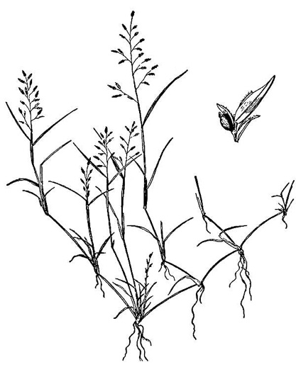 image of Eragrostis hypnoides, Creeping Lovegrass, Teal Lovegrass