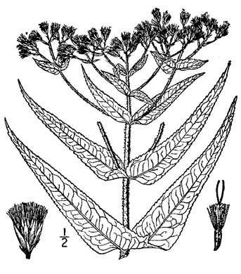 image of Eupatorium perfoliatum, Boneset