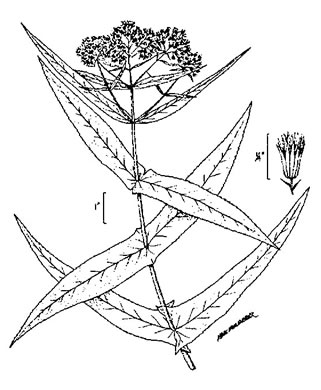 image of Eupatorium perfoliatum, Boneset