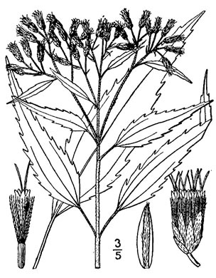 image of Eupatorium serotinum, Late-flowering Boneset, Late-flowering Thoroughwort, Late Eupatorium, Late Boneset