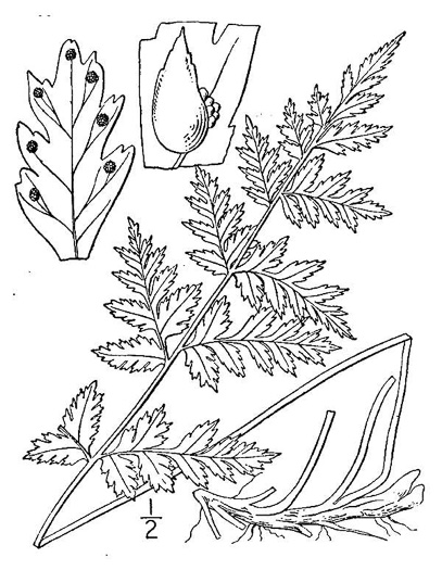 image of Cystopteris fragilis, Fragile Fern, Brittle Fern, Brittle Bladder Fern