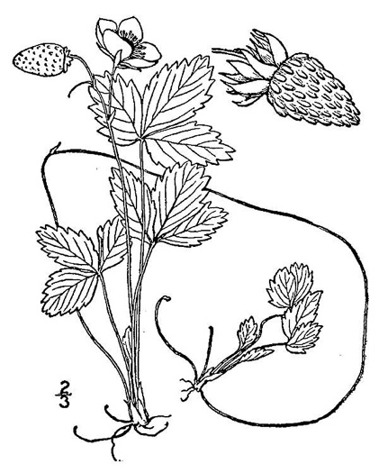 image of Fragaria americana, Wood Stawberry, American Woodland Strawberry