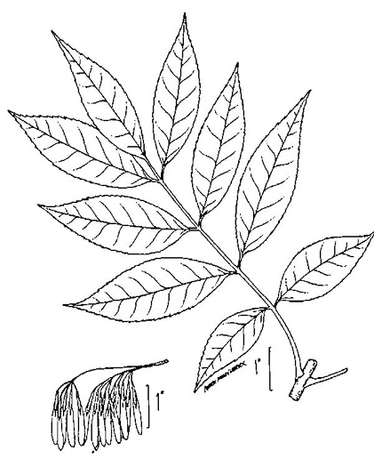 image of Fraxinus pennsylvanica, Green Ash, Red Ash