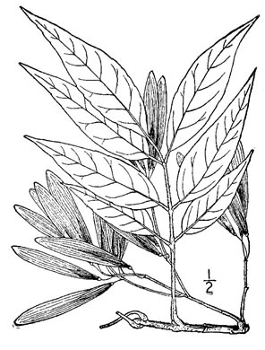 image of Fraxinus profunda, Pumpkin Ash