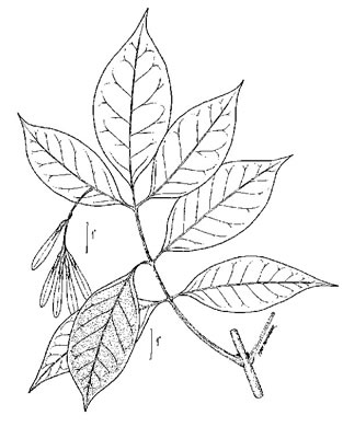 image of Fraxinus profunda, Pumpkin Ash