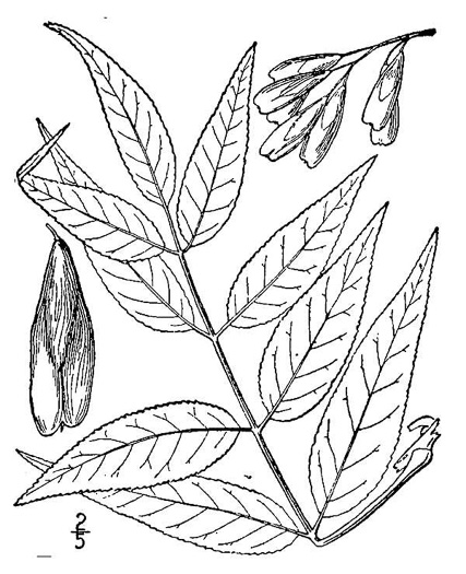 image of Fraxinus quadrangulata, Blue Ash