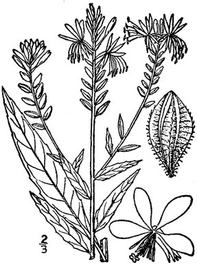 drawing of Oenothera gaura, Biennial Gaura, Northeastern Gaura, Morning Honeysuckle, Biennial Beeblossom