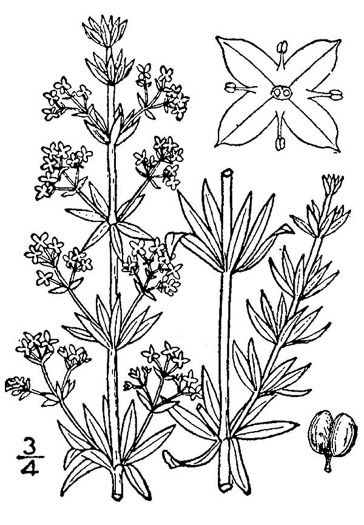 image of Galium mollugo, False Baby's Breath, Smooth Bedstraw, Hedge Bedstraw, Wild Madder