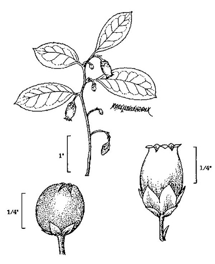 image of Gaultheria procumbens, Wintergreen, Teaberry