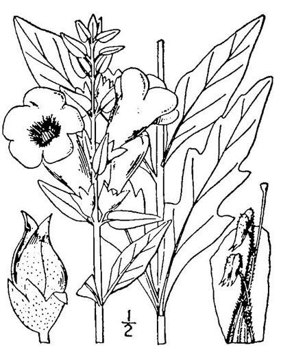 Aureolaria flava, Smooth False Foxglove, Smooth Oak-leach, Smooth Yellow False Foxglove