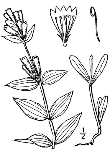 image of Gentianella quinquefolia, Stiff Gentian, Appalachian Gentianella, Fivefinger Gentian, Eastern Agueweed