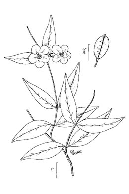 image of Gelsemium rankinii, Swamp Jessamine