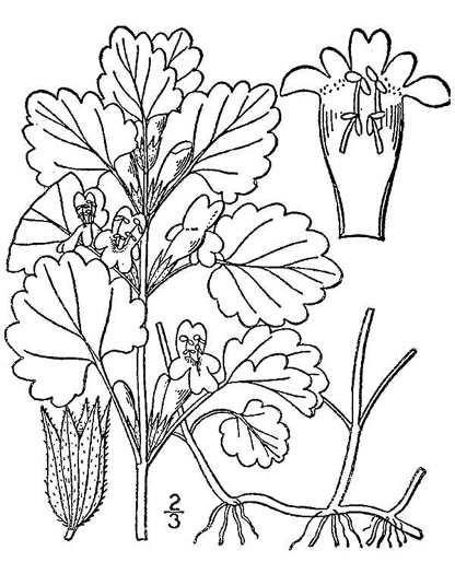 image of Glechoma hederacea, Ground Ivy, Gill-over-the-ground, Creeping Charlie