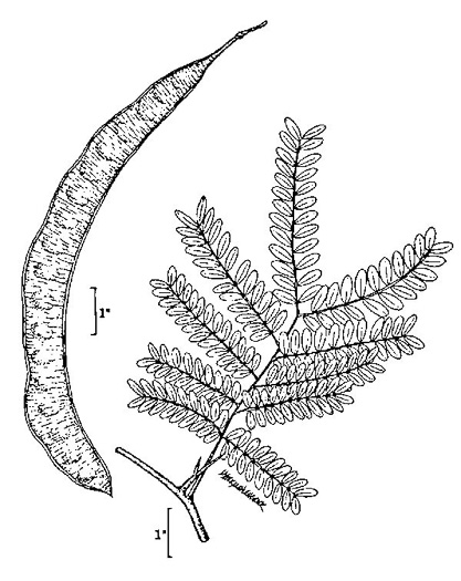 image of Gleditsia triacanthos, Honey Locust