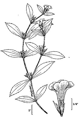 image of Gratiola neglecta, Mud-hyssop, Mud Hedge-hyssop, Clammy Hedge-hyssop