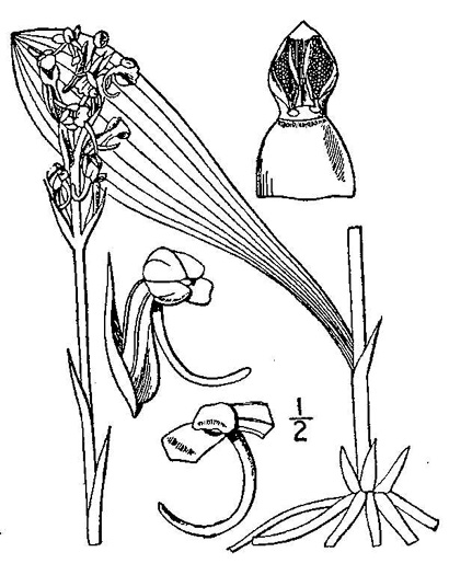 image of Platanthera clavellata, Small Green Wood Orchid, Club-spur Orchid, Woodland Orchid, Streamhead Orchid