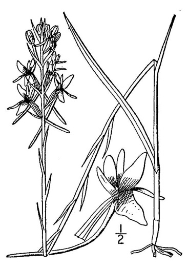 image of Platanthera nivea, Snowy Orchid, Bog-spike