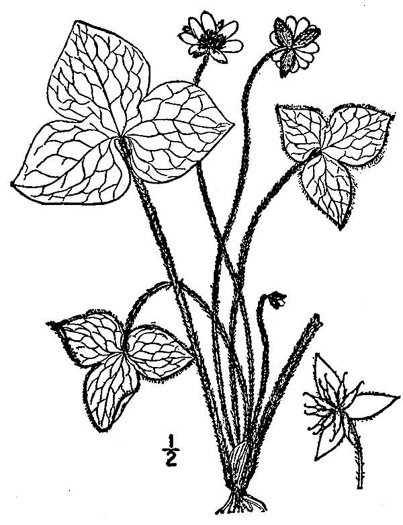 Hepatica acutiloba, Sharp-lobed Hepatica, Sharp-lobed Liverleaf