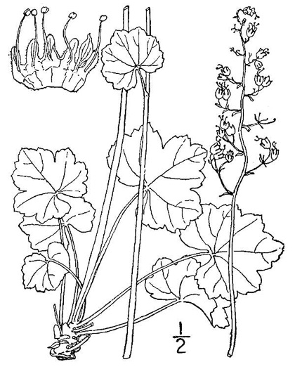 image of Heuchera americana, American Alumroot