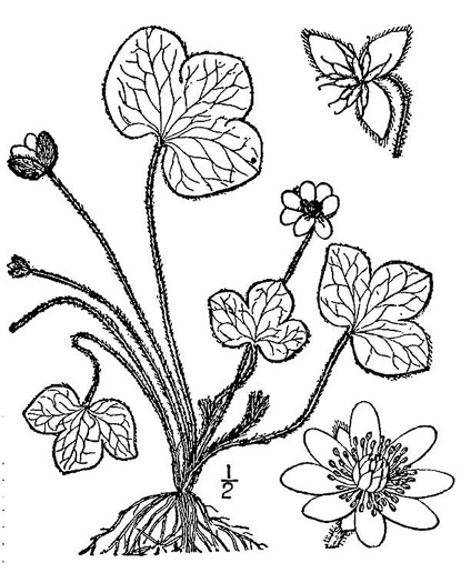 Hepatica americana, Round-lobed Hepatica, Round-lobed Liverleaf