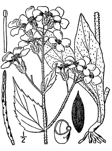 drawing of Hesperis matronalis, Dame's Rocket