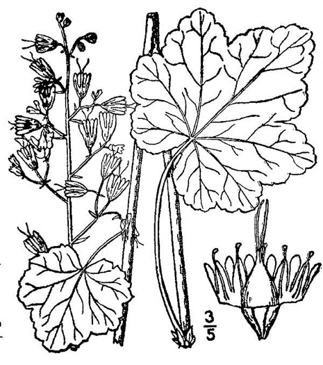 image of Heuchera pubescens, Marbled Alumroot, Downy Alumroot