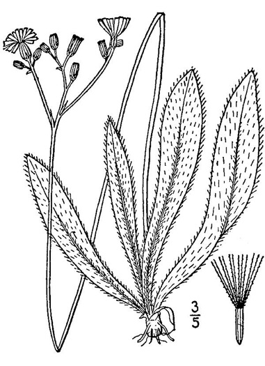 Pilosella piloselloides, Glaucous King-devil, Smooth Hawkweed, Tall Hawkweed