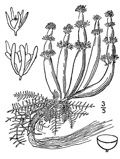 image of Hottonia inflata, Featherfoil, Water-violet