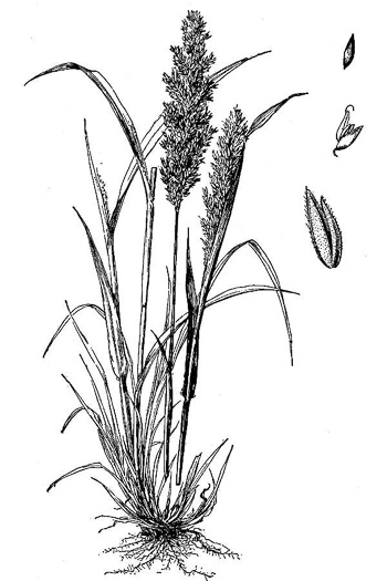 image of Holcus lanatus, Velvet-grass, Soft Grass