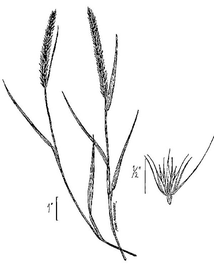 image of Hordeum pusillum, Little Barley