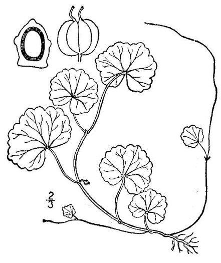 image of Hydrocotyle americana, American Water-pennywort