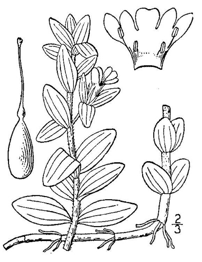 image of Bacopa caroliniana, Blue Water-hyssop, Sweet Water-hyssop, Carolina Water-hyssop, Lemon Bacopa