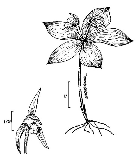 image of Isotria medeoloides, Small Whorled Pogonia, Little Five-leaves