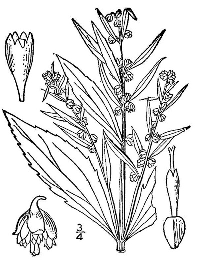 image of Iva frutescens var. frutescens, Southern Maritime Marsh-elder, Southern Bigleaf Marsh-elder