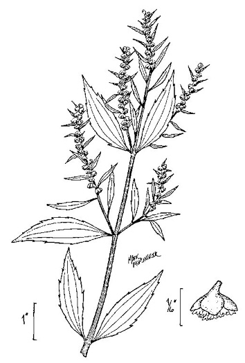 image of Iva frutescens var. oraria, Northern Maritime Marsh-elder