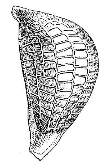 image of Juncus dichotomus, Forked Rush