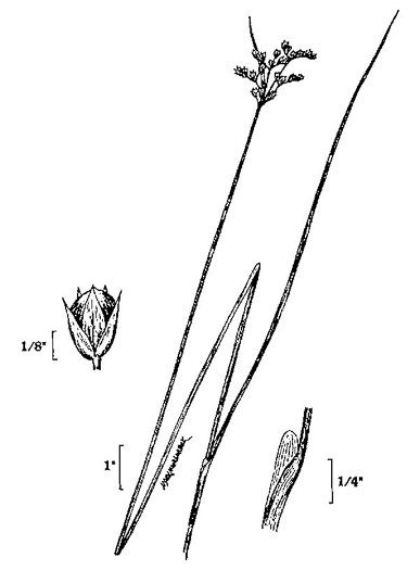 image of Juncus dichotomus, Forked Rush