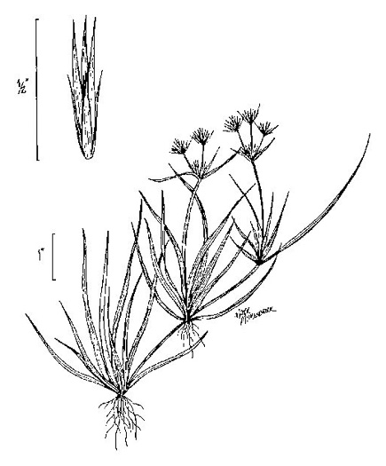 image of Juncus repens, Creeping Rush