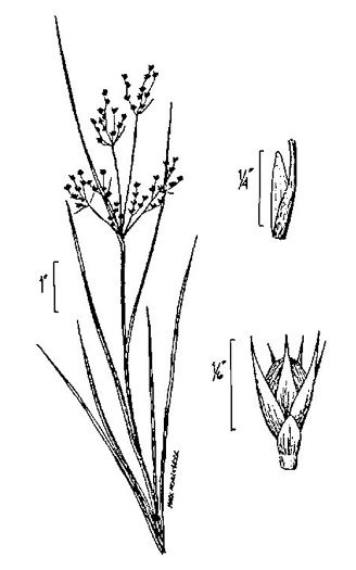 drawing of Juncus tenuis, Path Rush, Poverty Rush, Slender Rush